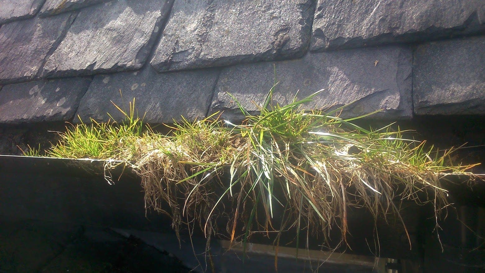Grass and moss growing out of a blocked black gutter on a stone-slate roof